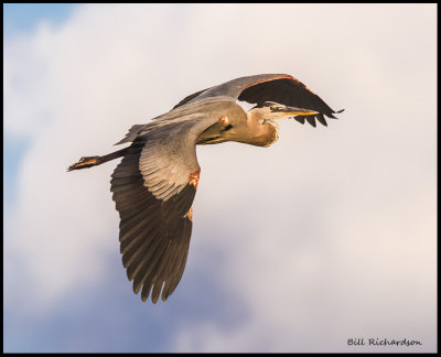 great blue heron in flight.jpg