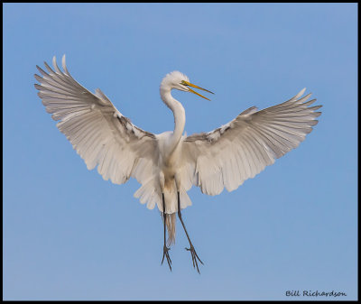 great egret flair .jpg