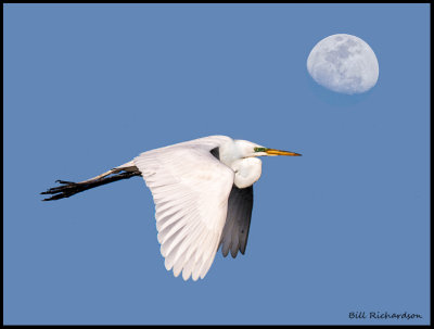 great egret w moon .jpg