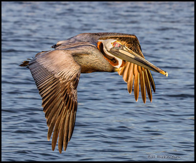 pelican flying.jpg