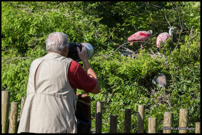 Dick photographing spoonbills.jpg