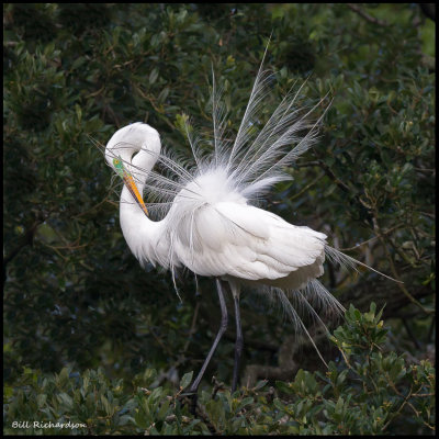 great egret displaying w neck curl.jpg