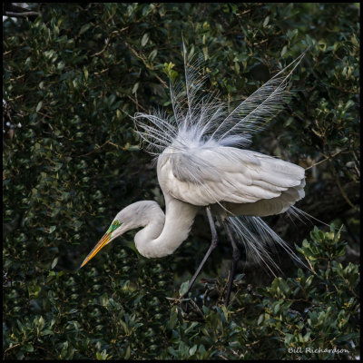 great egret displaying.jpg