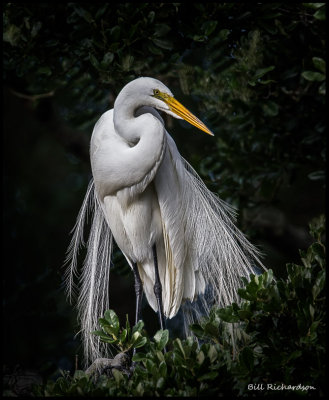 great egret.jpg