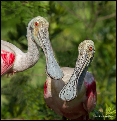 spoonbill couple.jpg