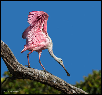 spoonbill tightrope artist.jpg