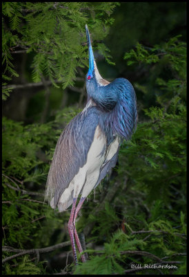 tricolor heron displaying 33x48.jpg