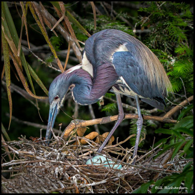 tricolor heron tending nest.jpg