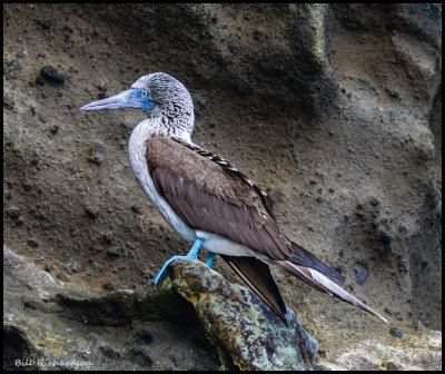 Blue-Footed Booby.jpg