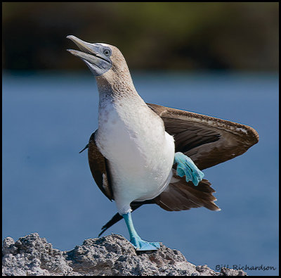 booby dance.jpg