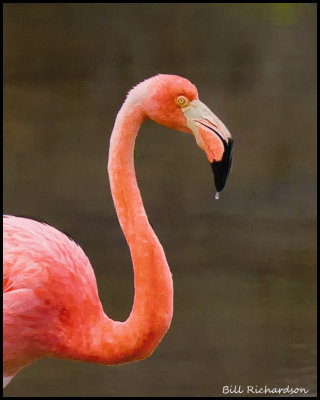 flamingo portrait.jpg