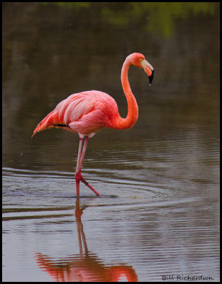 flamingo.jpg