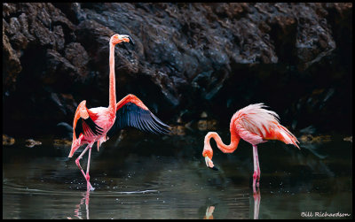 flamingos.jpg