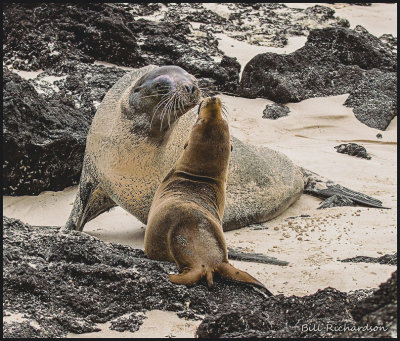 fur seal mother returns to waiting pup.jpg
