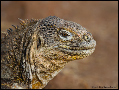 land iguana.jpg
