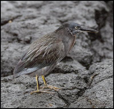lava heron.jpg