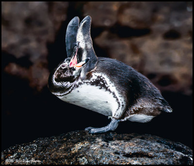 pengin calling.jpg