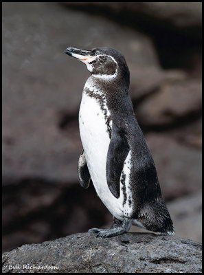 penguin.jpg