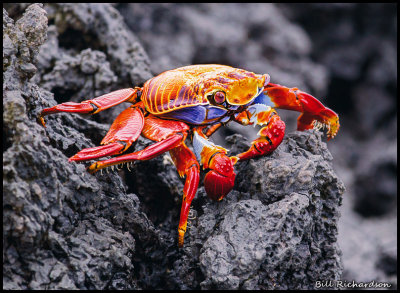 sally lightfoot crab.jpg