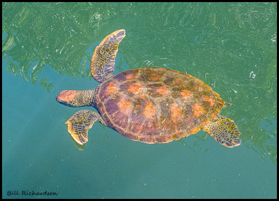sea turtle.jpg