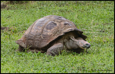 tortoise.jpg