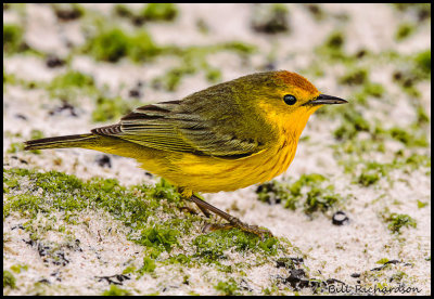 yellow warbler.jpg