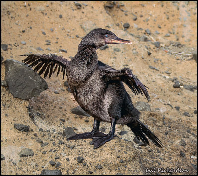 flightless cormorant.jpg