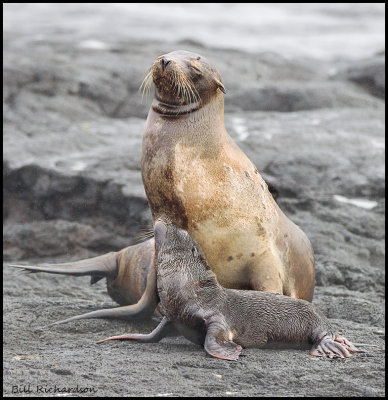sea lion mom and pup.jpg