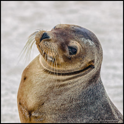 young sea lion portrait.jpg