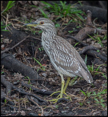 juvenile yellow crowned night heron.jpg