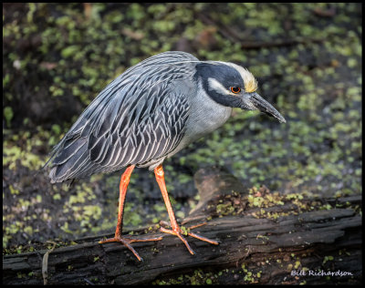 yellow crowned night heron in breeding plumage hunting.jpg