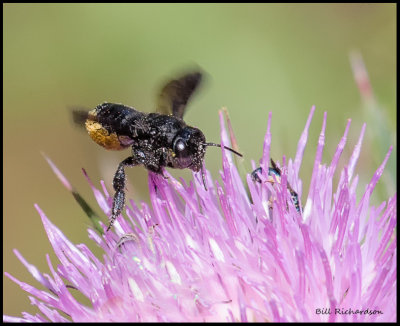 Carpenter-mimic Leafcutter bee landing.jpg