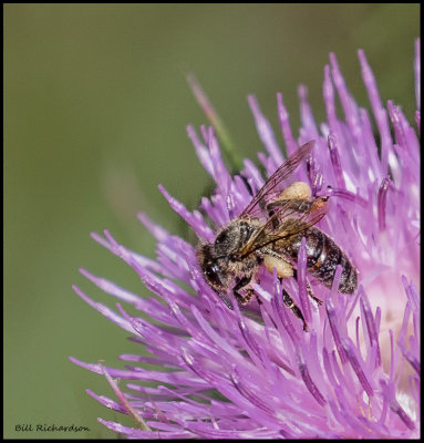 bee on thistle side view.jpg