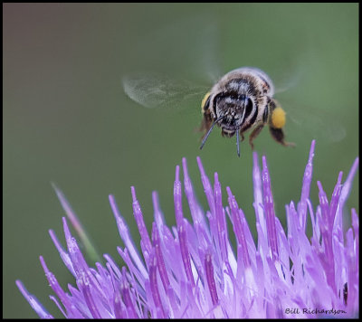 bee in flight.jpg