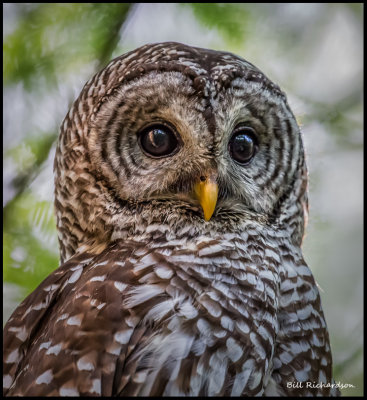 barred owl portrait.jpg