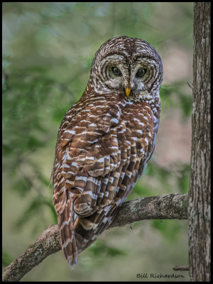barred owl full.jpg