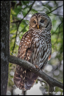 barred owl full facing me.jpg