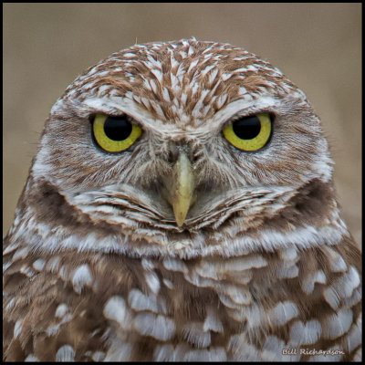 portrait.jpg