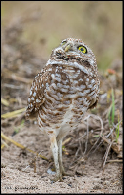 da plane owl.jpg