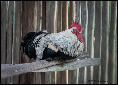 rooster.jpg