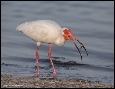 white ibis w crab.jpg