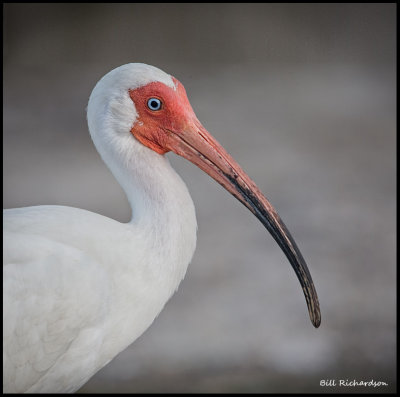 white ibis portrait.jpg