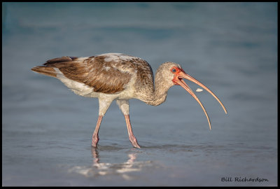 immature ibis w clam.jpg