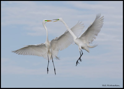 great egrets fighting2.jpg