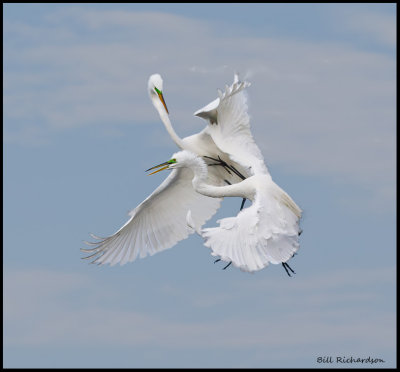 great egrets fighting.jpg