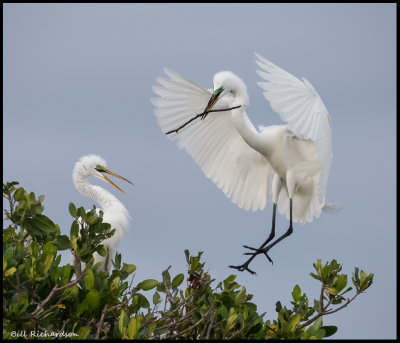 great egret brings stick to mate.jpg