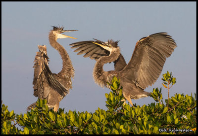 great blue heron sibling rivalry2.jpg