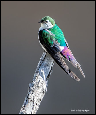 violet green swallow.jpg