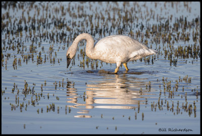 trumpeter swan.jpg