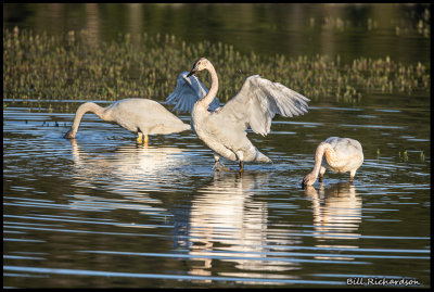 trumpeter swan trio.jpg